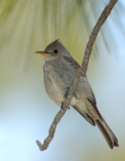FLYCATCHERS, SHRIKES, VIREOS, SWALLOWS